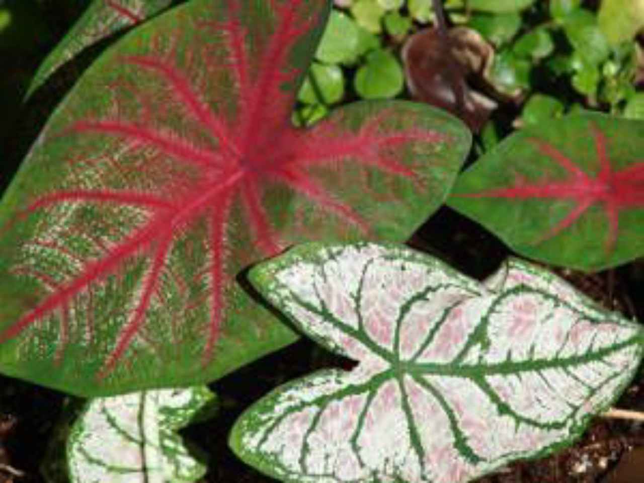 plantas com manchas coloridas