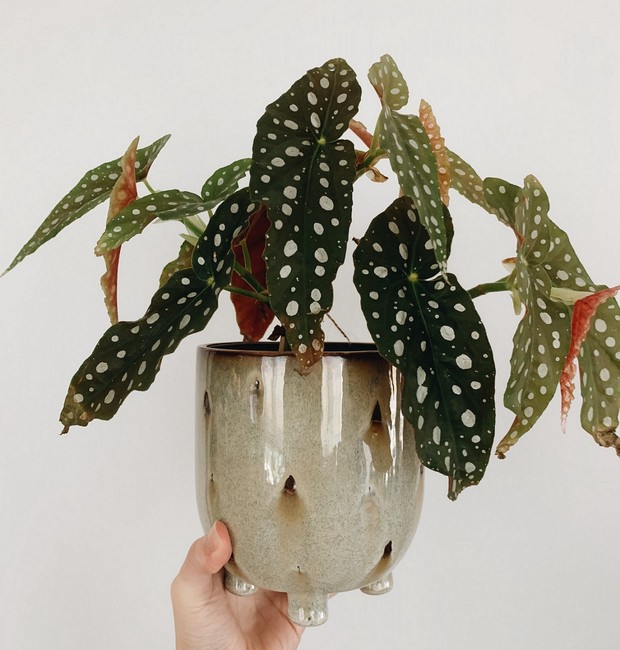 planta com folhas pintadas naturalmente