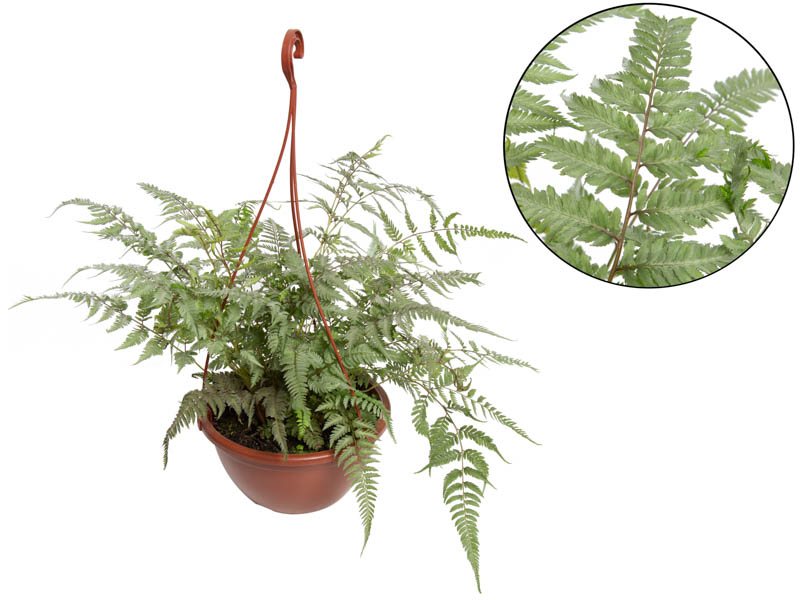 como identificar planta pintada artificialmente