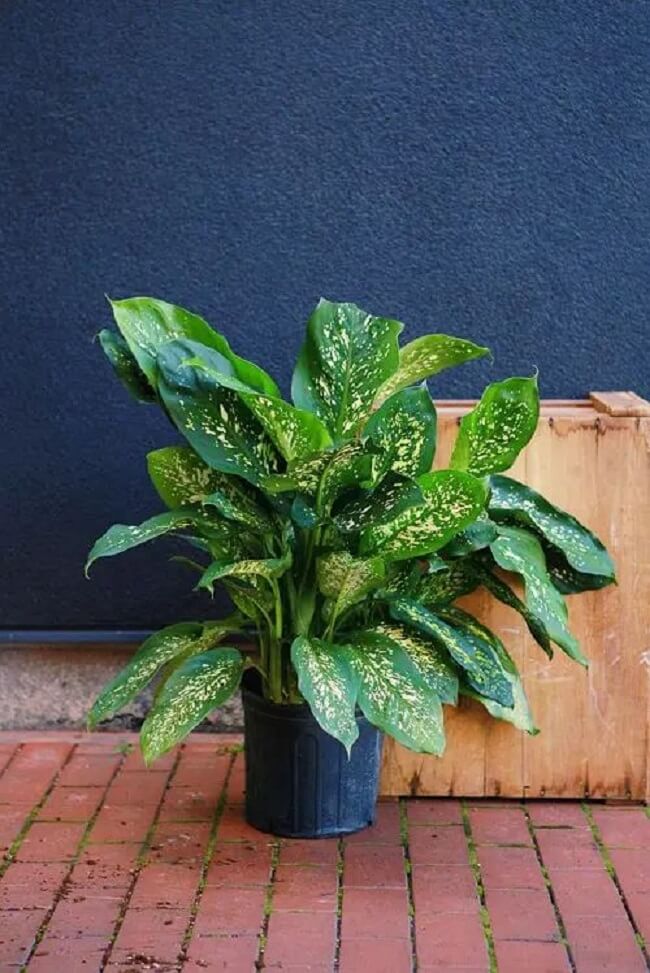 plantas com padrões naturais
