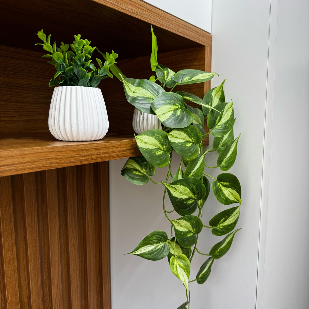 plantas com manchas coloridas