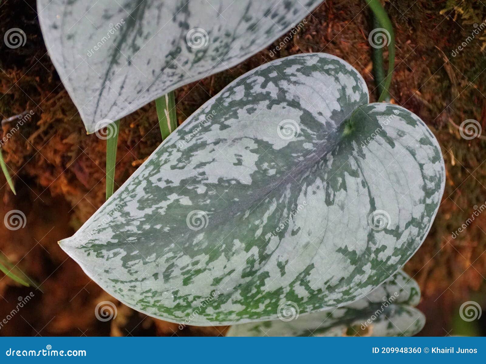 calathea com desenhos
