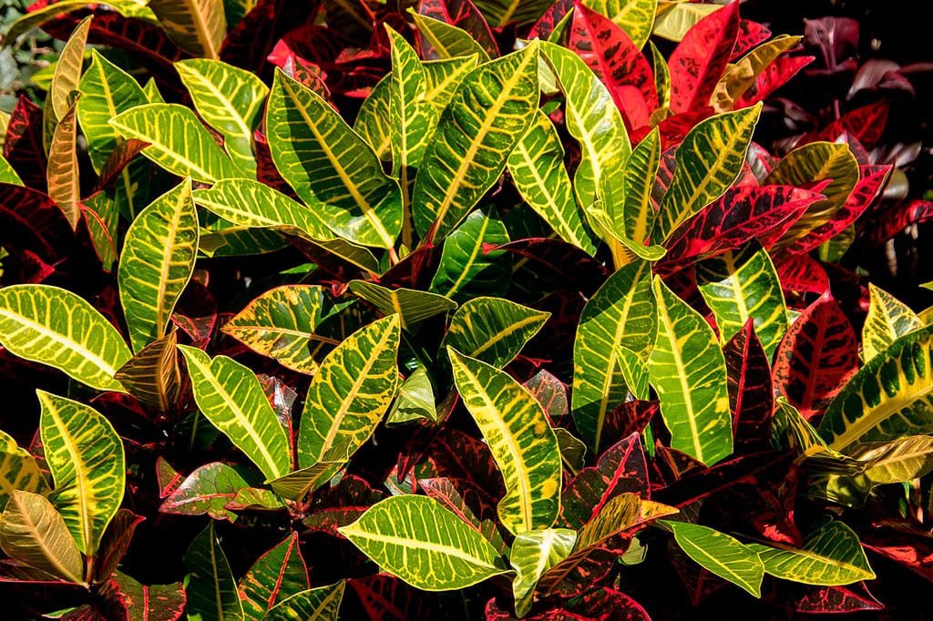 ficus variegado