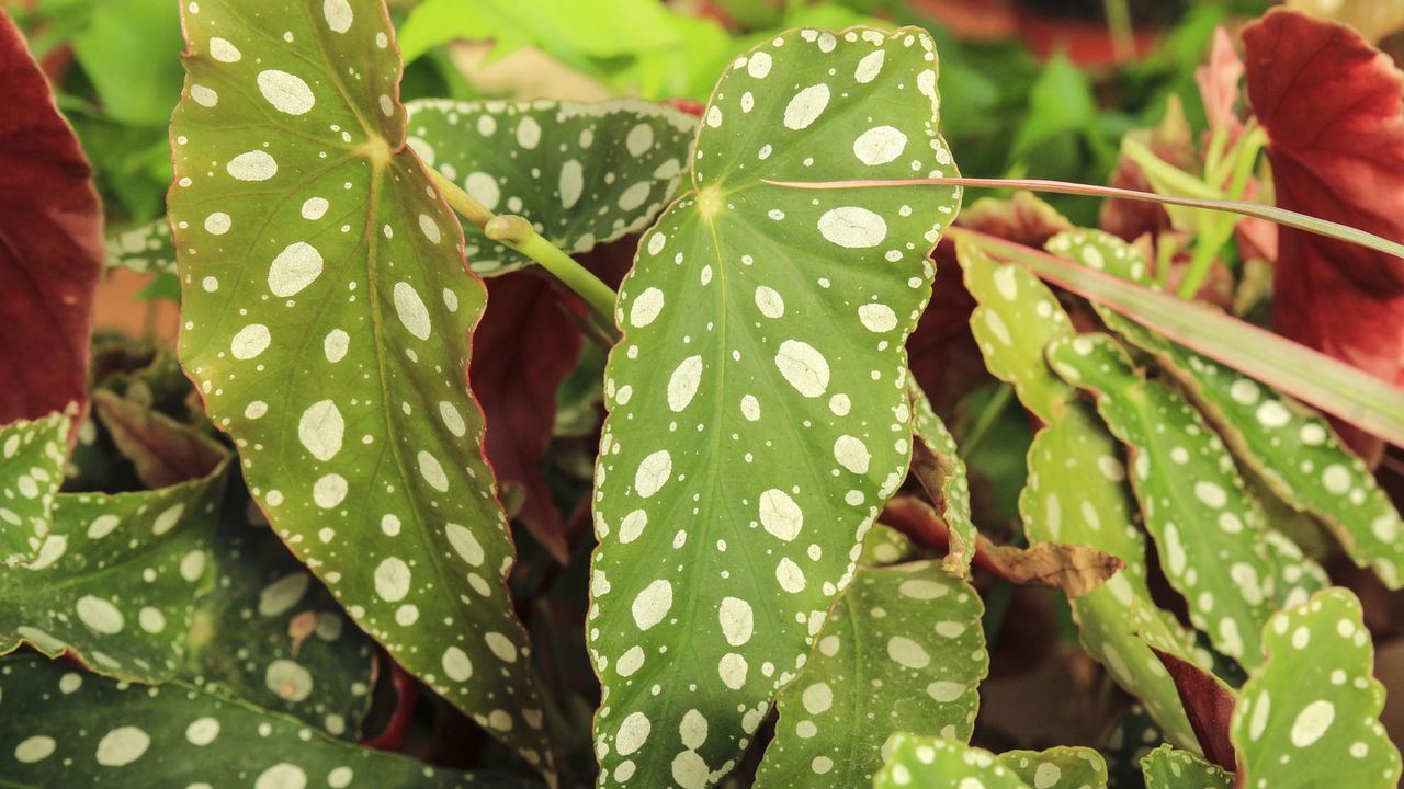 como identificar planta pintada artificialmente