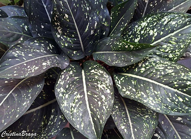 cuidados com plantas pintadas