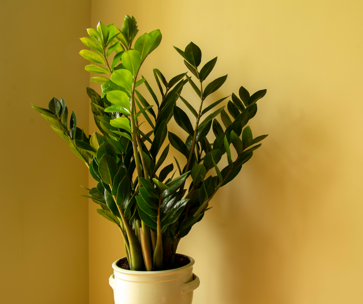 plantas que não precisam de rega frequente