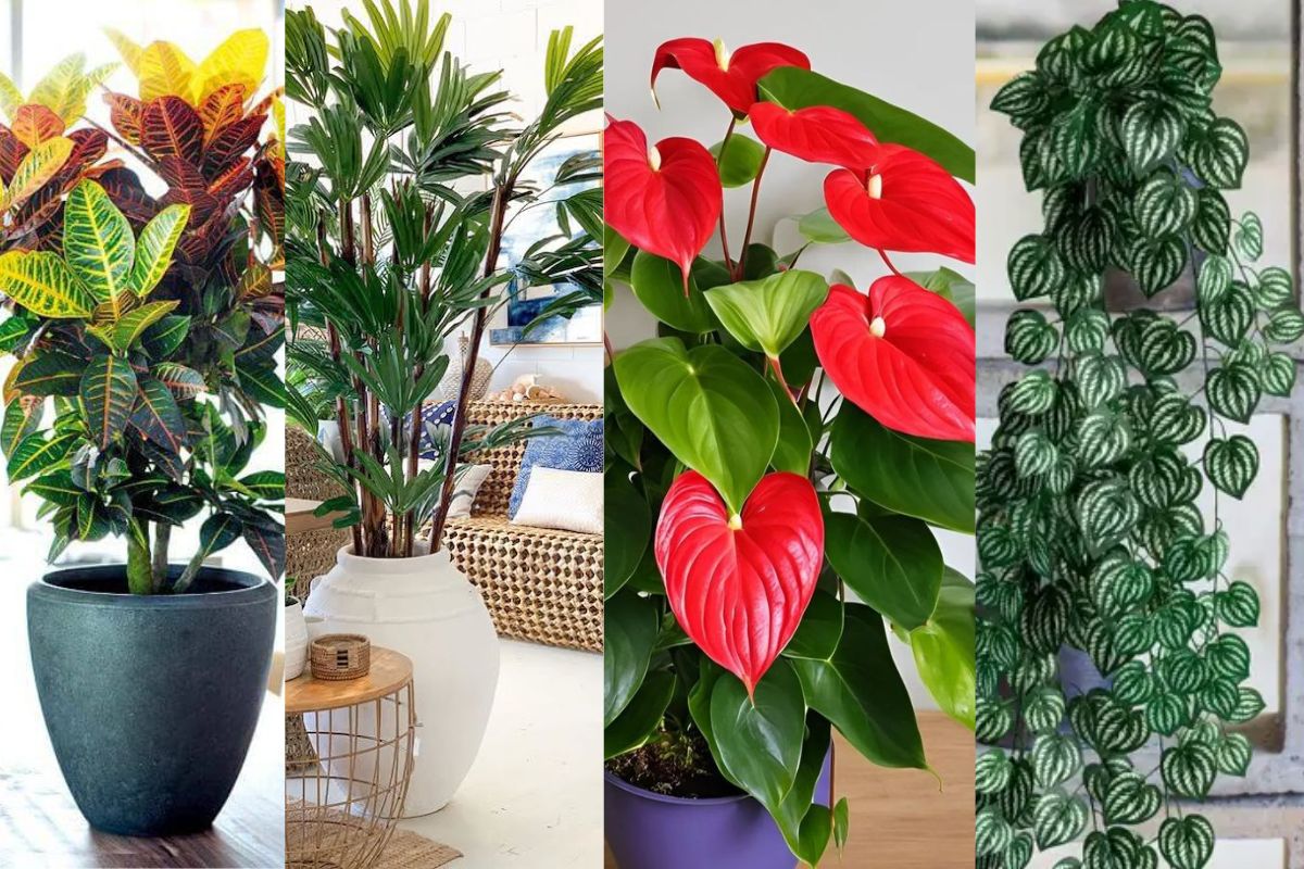 plantas resistentes à seca