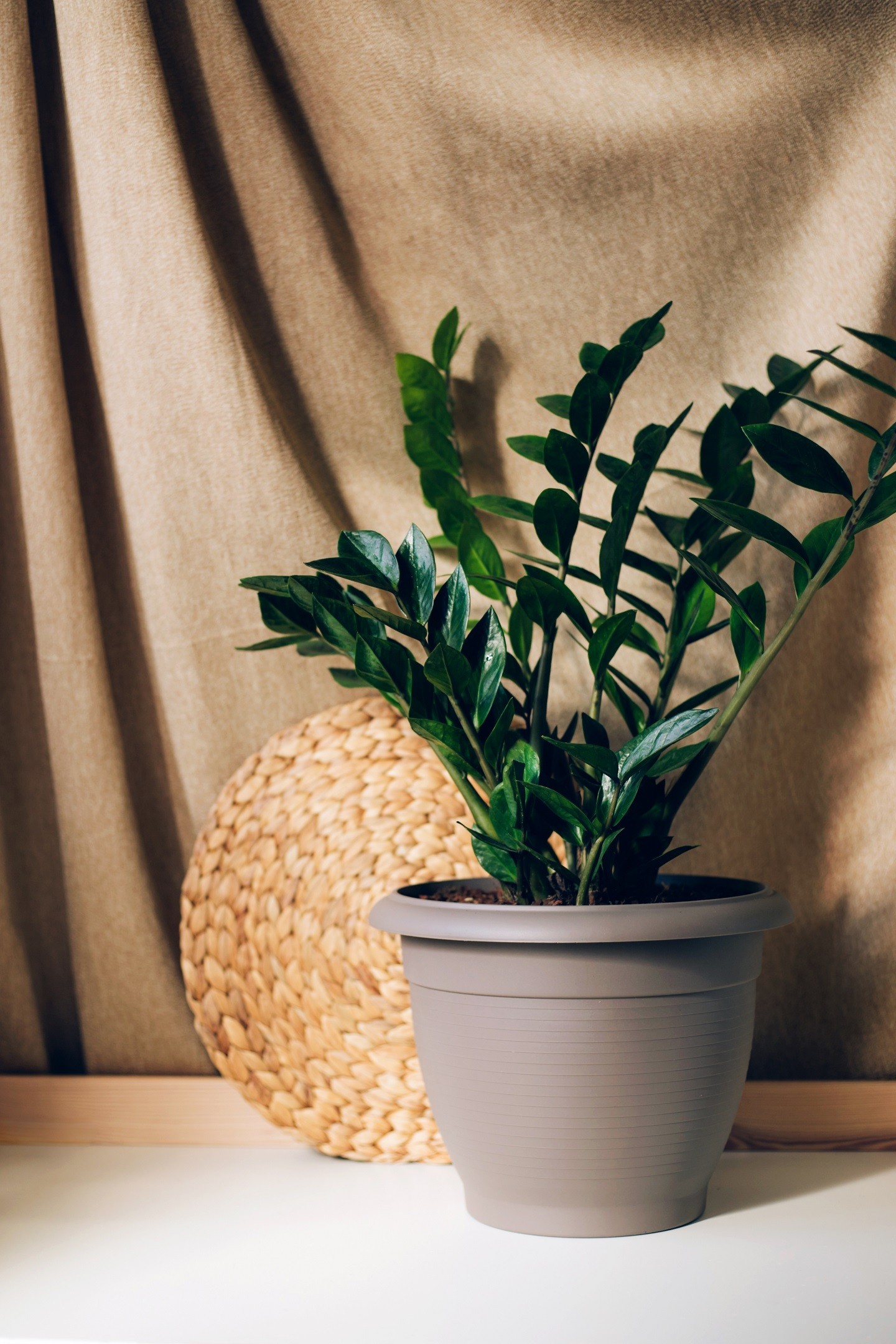 plantas resistentes à seca