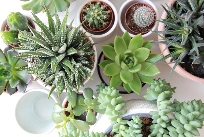 plantas para quem esquece de regar