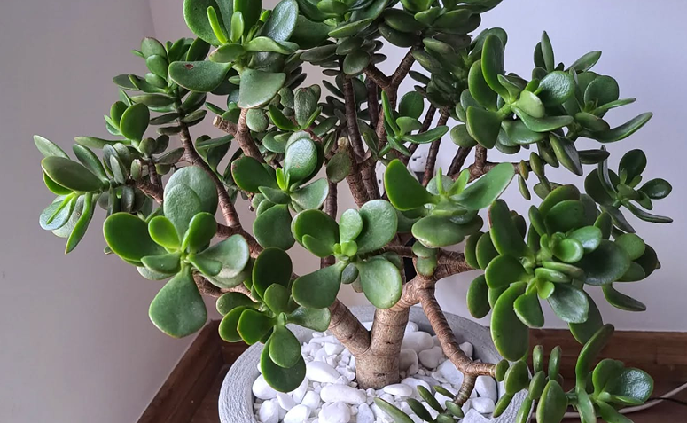 plantas suculentas para interior