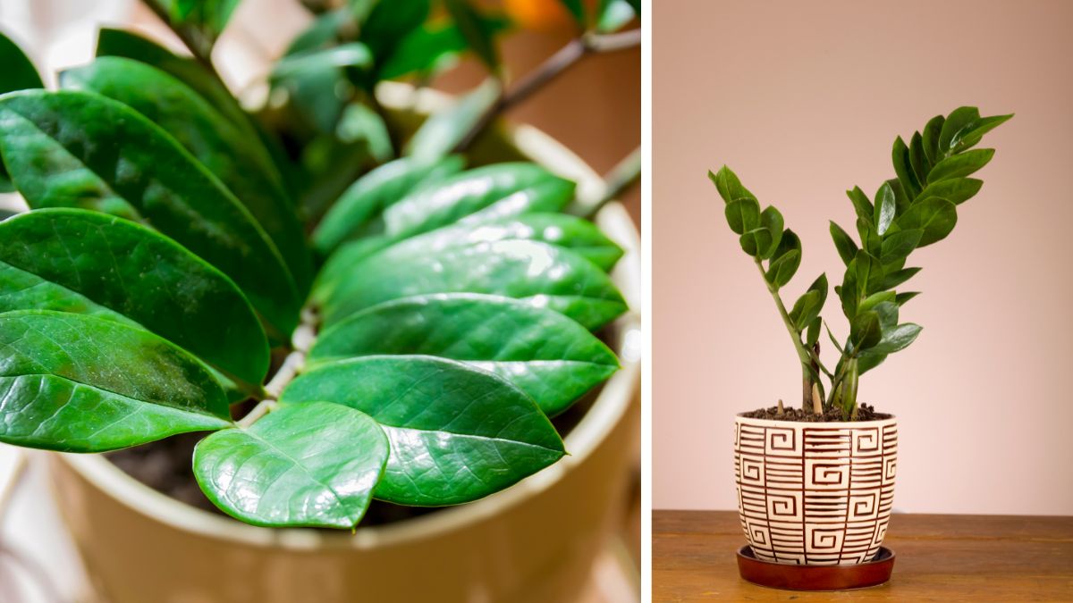 plantas para varanda com sol