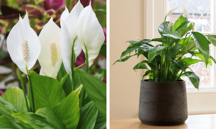 plantas de baixa manutenção