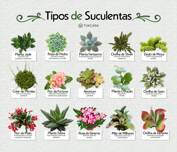 como cuidar de plantas com pouca água