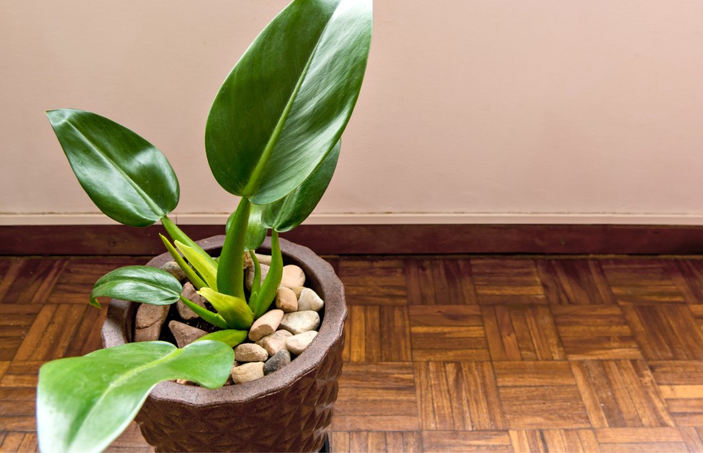 plantas que morrem com excesso de água