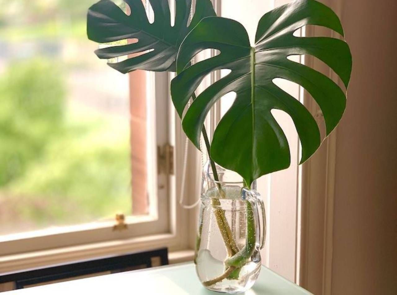plantas resistentes à seca