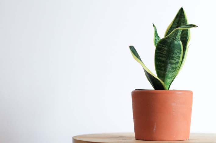 plantas para quem esquece de regar