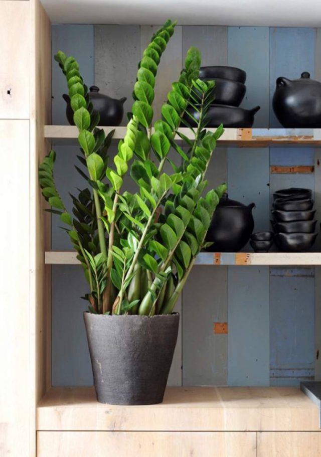 plantas para quem esquece de regar