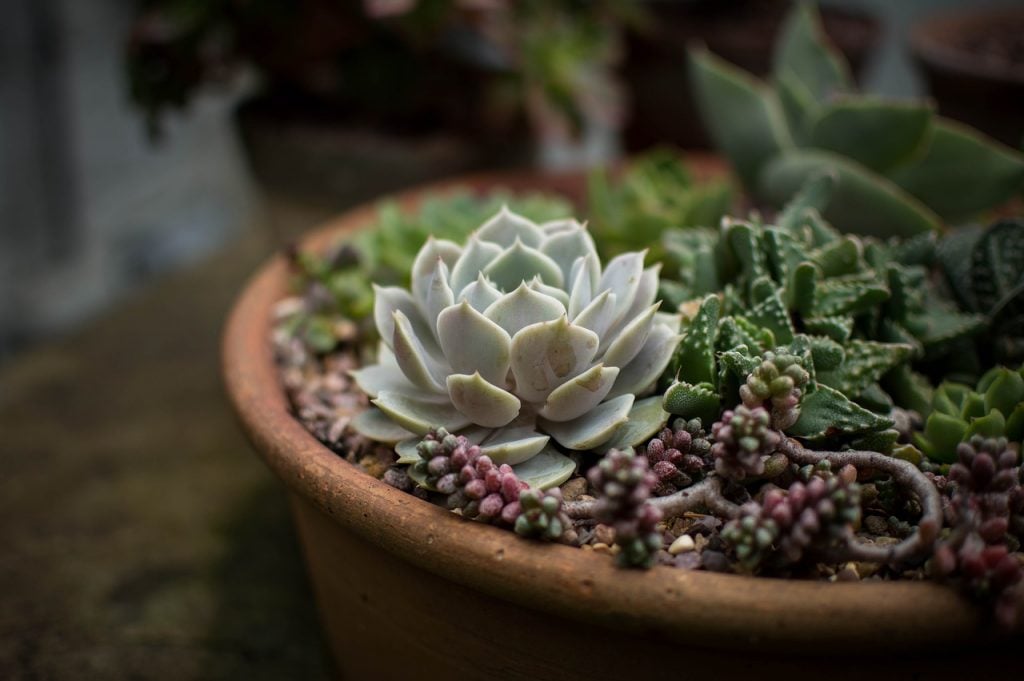 plantas suculentas para interior