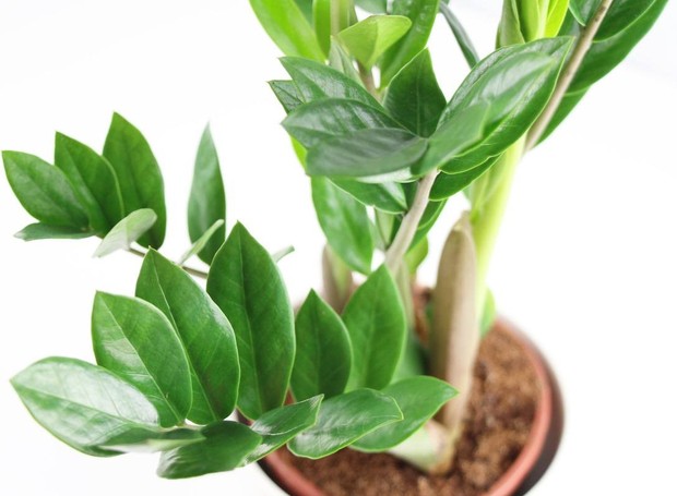 plantas para varanda com sol