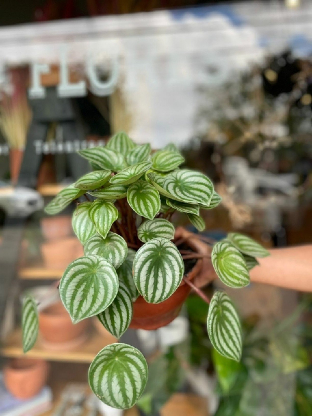 plantas de baixa manutenção