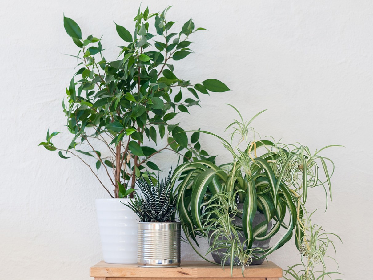 como cuidar de plantas com pouca água