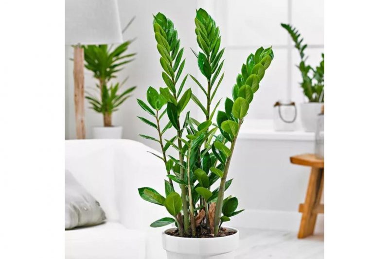 plantas que armazenam água