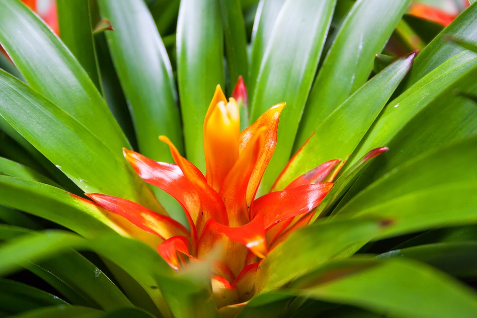 plantas que não precisam de rega frequente