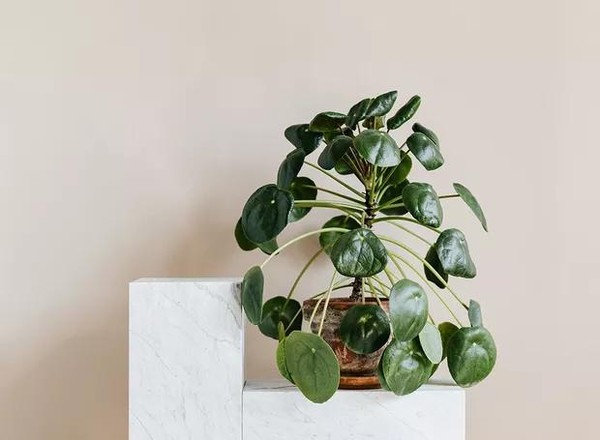 plantas para áreas internas com pouca luz