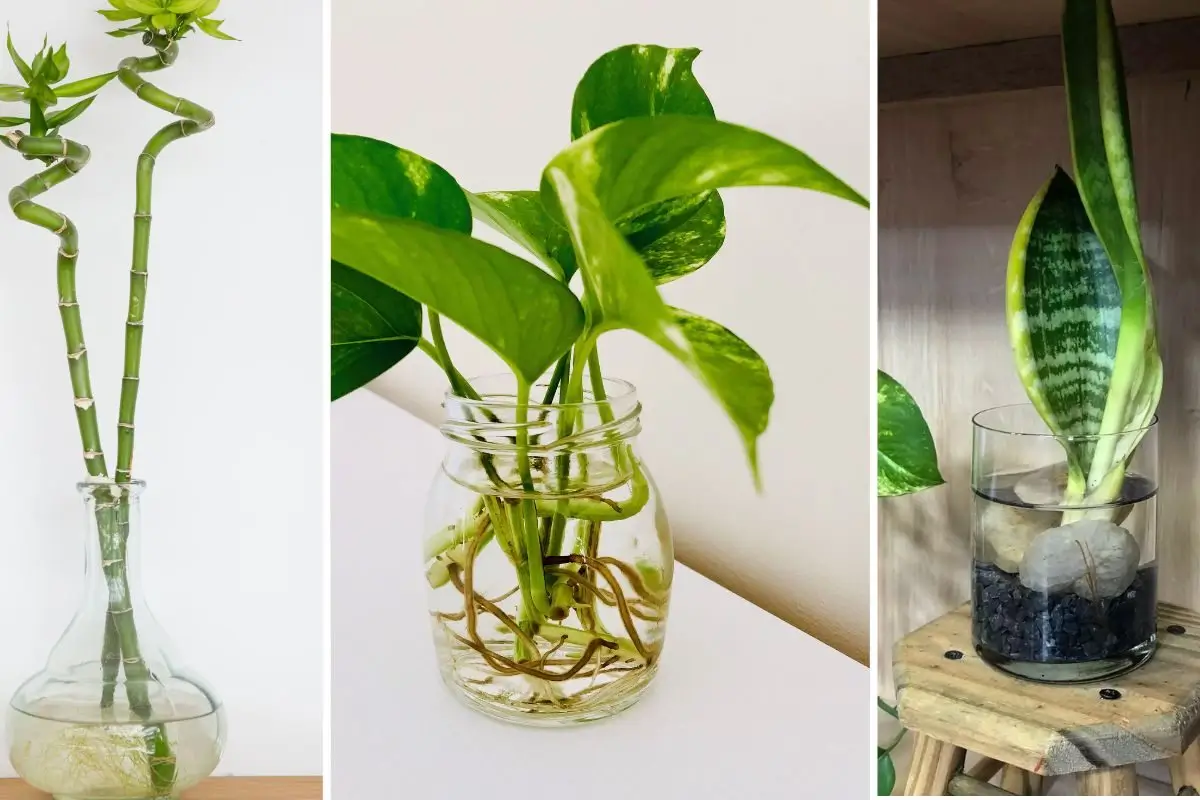 plantas que não precisam de sol direto