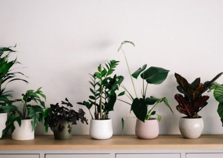plantas para áreas internas com pouca luz