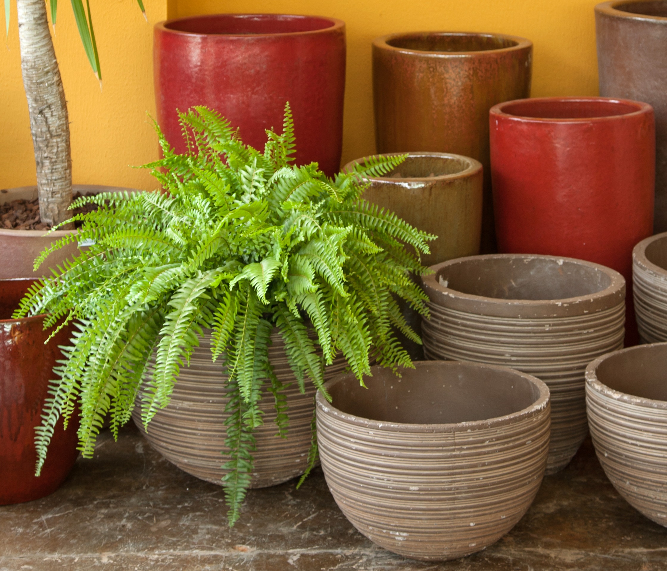 plantas que não precisam de sol direto