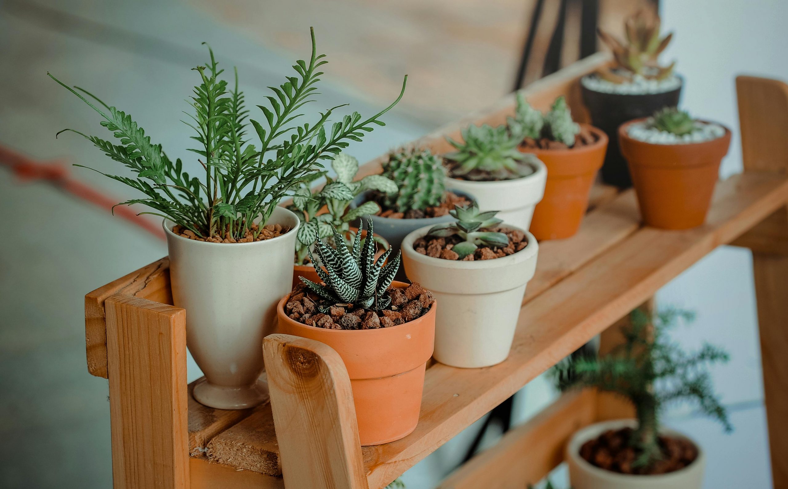 plantas para varandas sombreadas