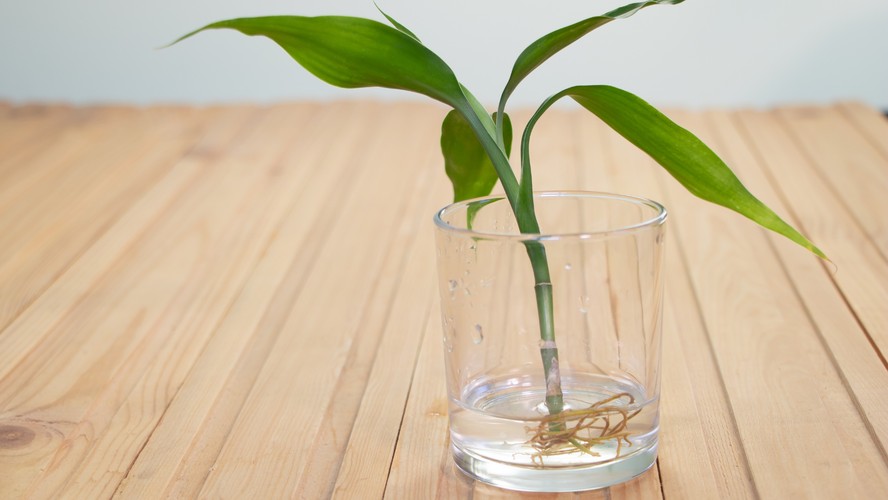 plantas que gostam de umidade