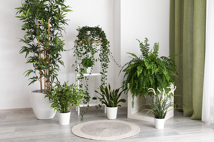 plantas fáceis de cuidar na sombra