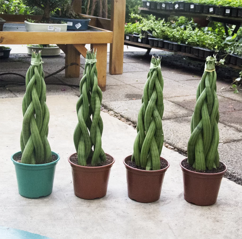 plantas pendentes para sombra