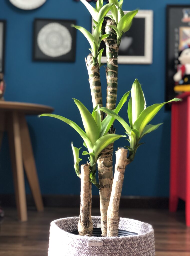 como cultivar plantas na sombra