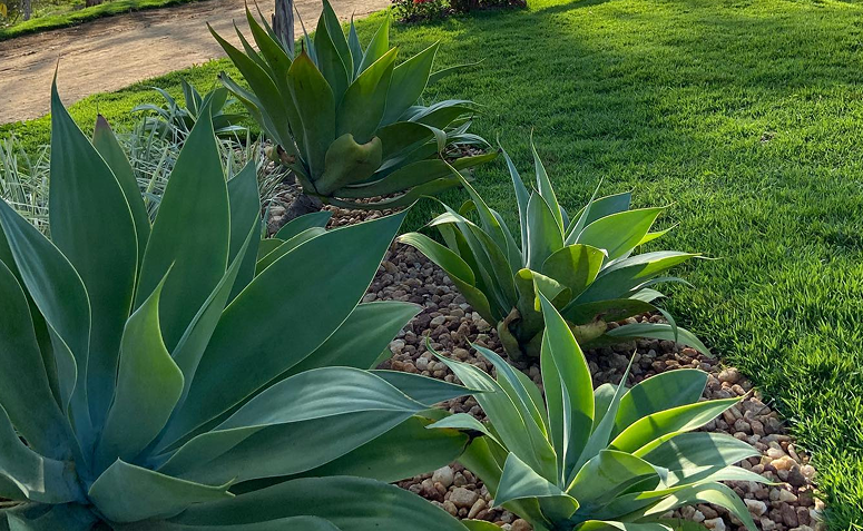 plantas para áreas internas com pouca luz