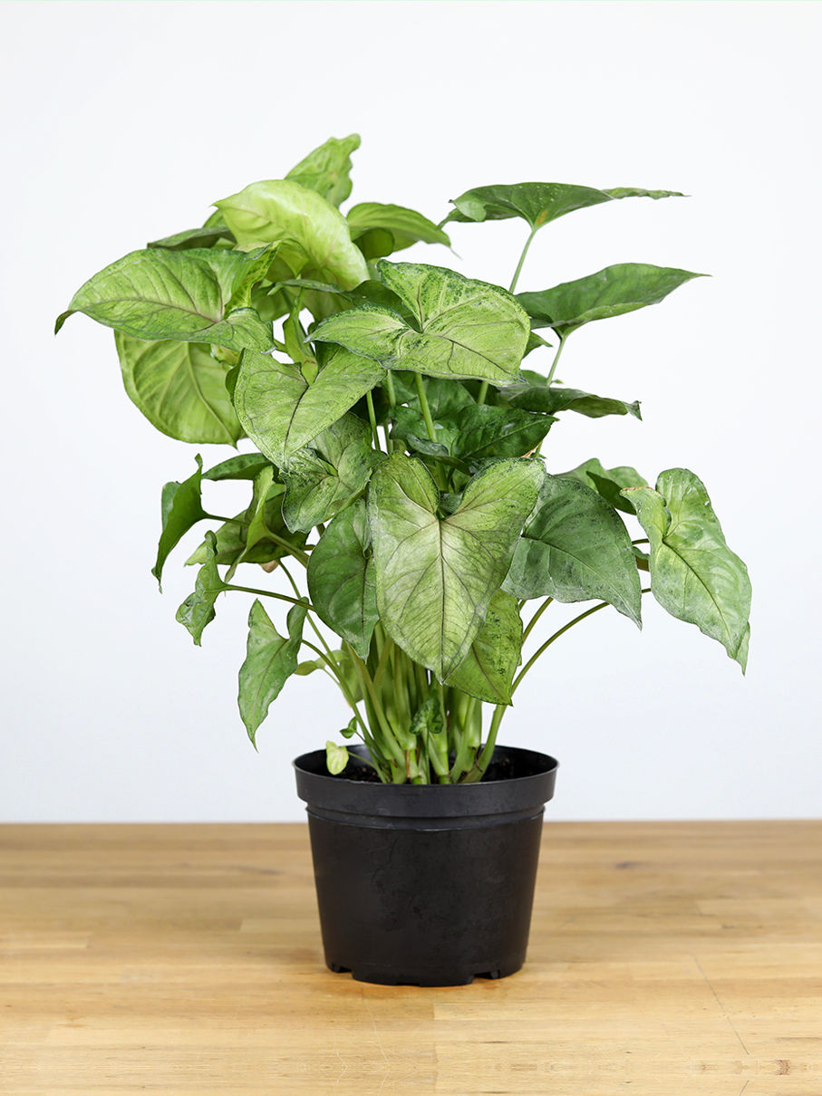 plantas que não precisam de sol direto