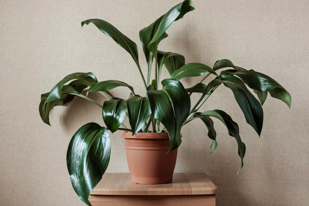 como cultivar plantas na sombra