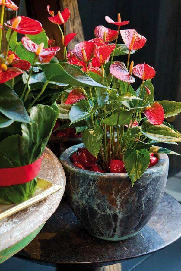 plantas de banheiro com pouca luz