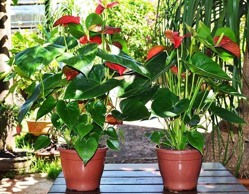 plantas que gostam de umidade