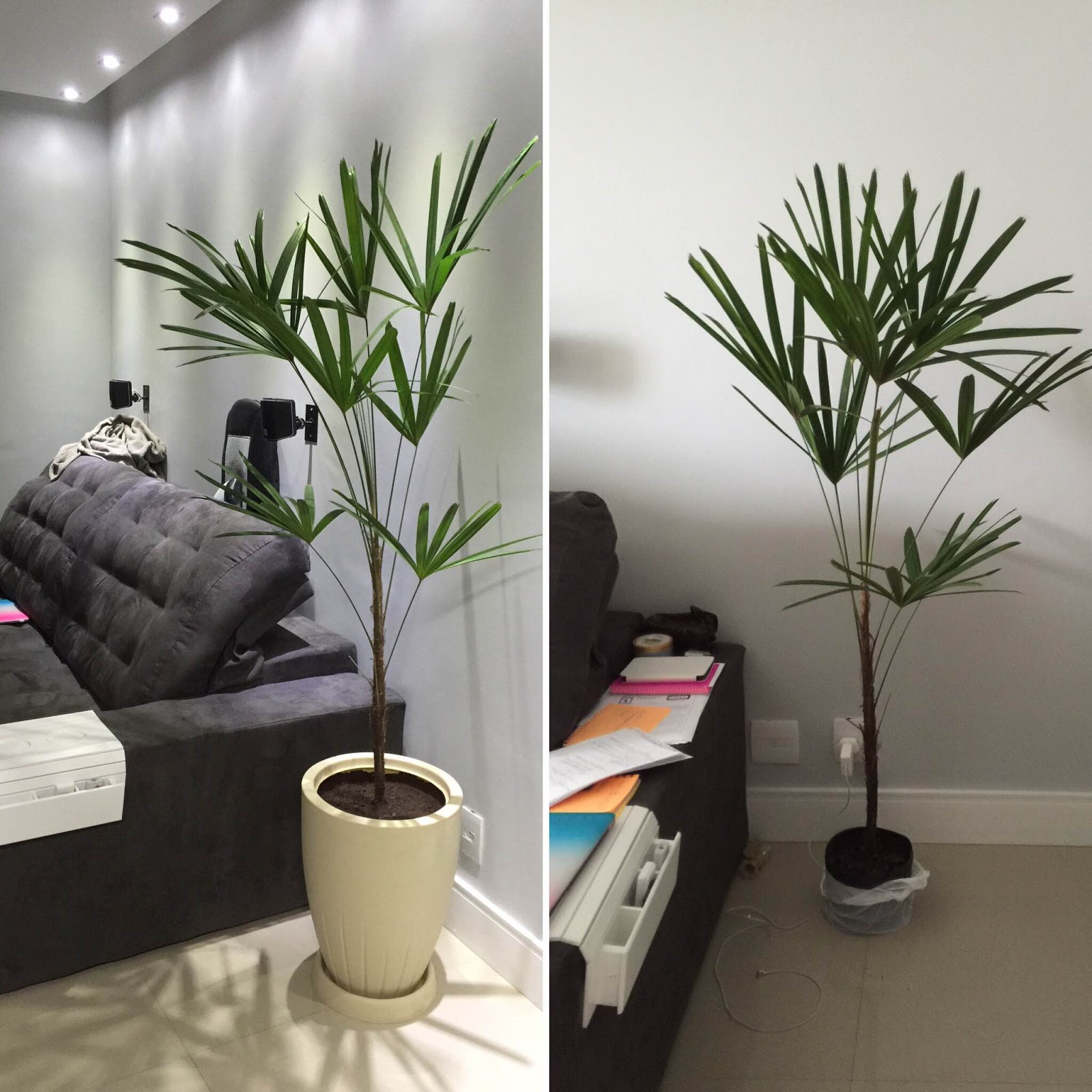plantas fáceis de cuidar na sombra