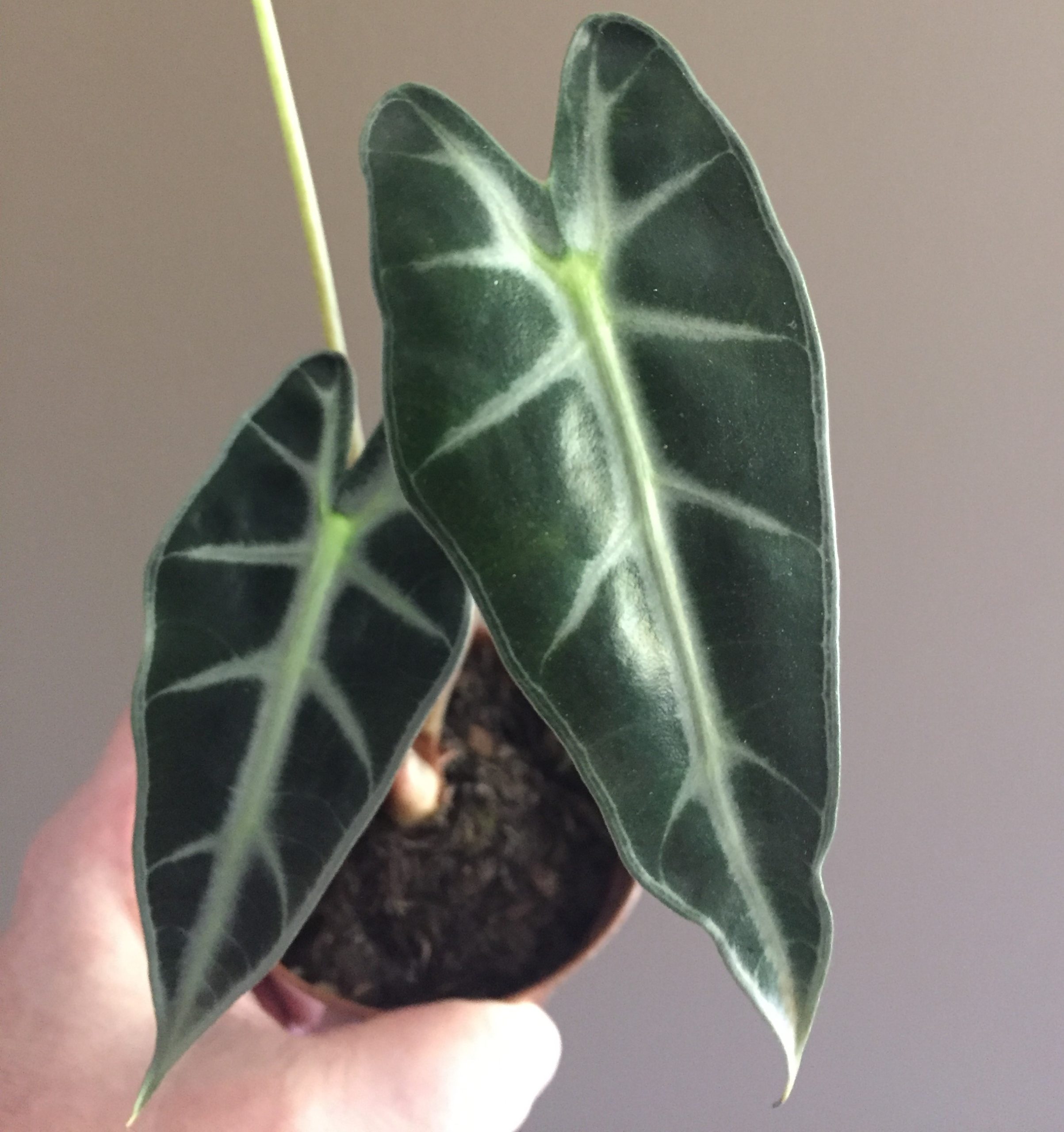 plantas tropicais para interiores
