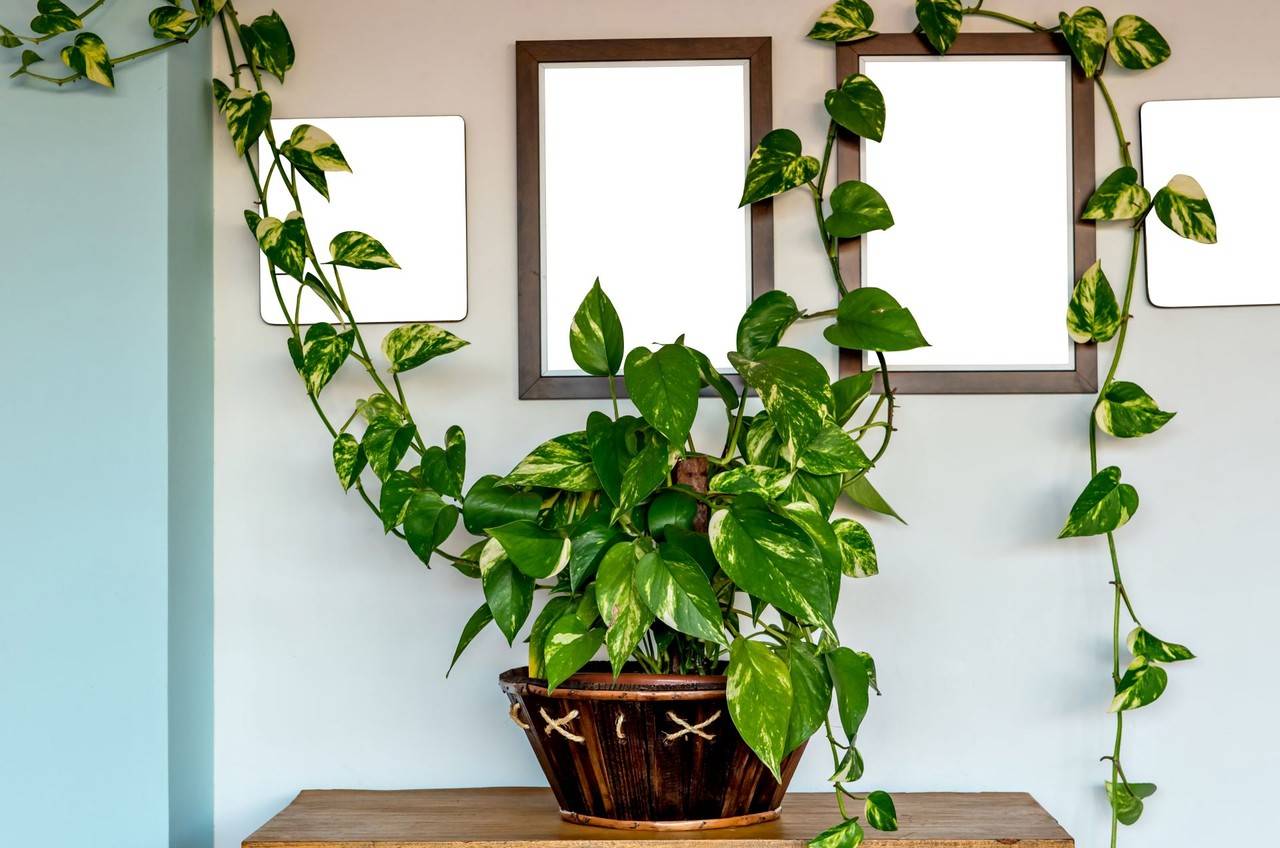 plantas que vivem na água