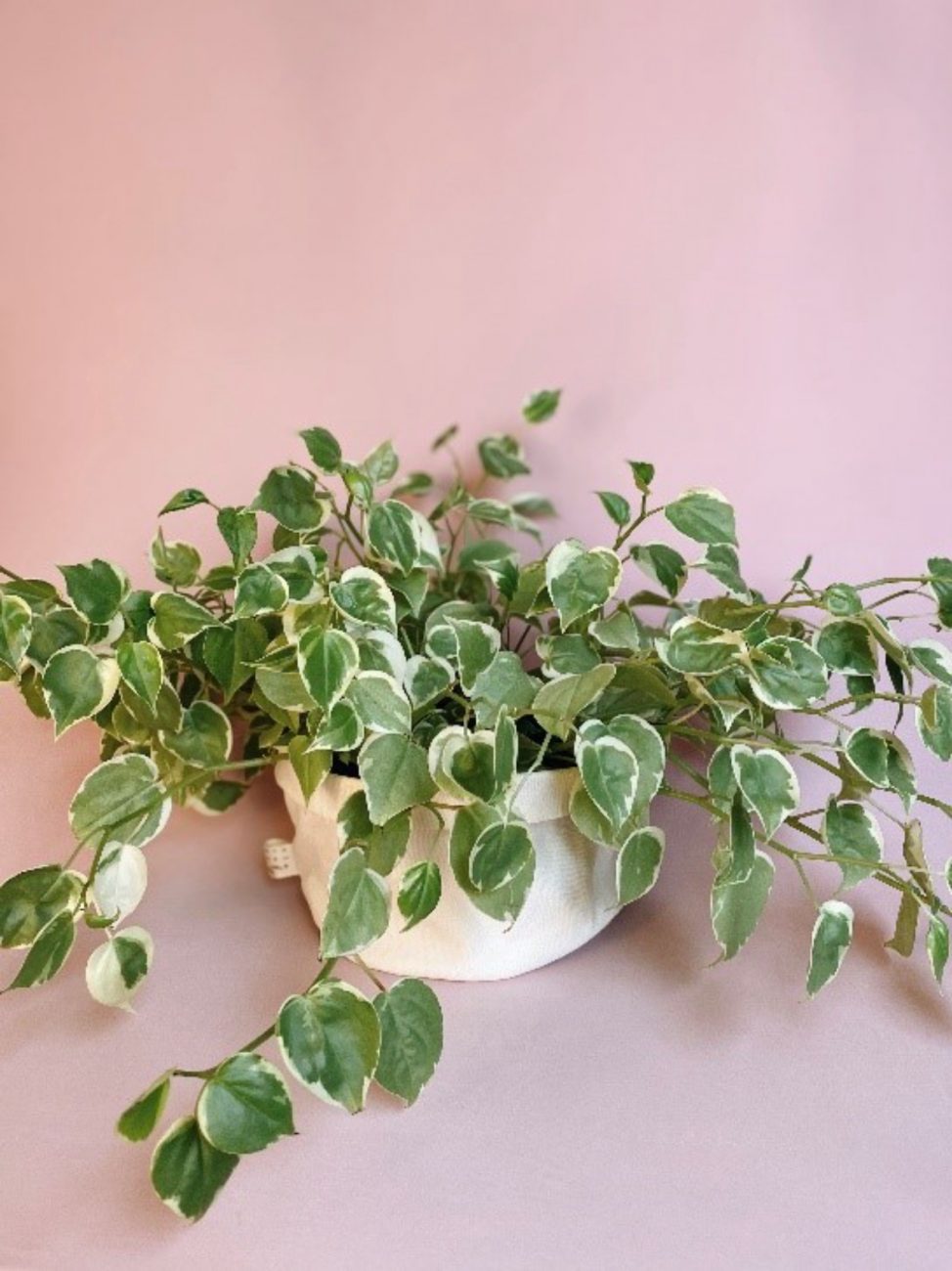 plantas pendentes para sombra