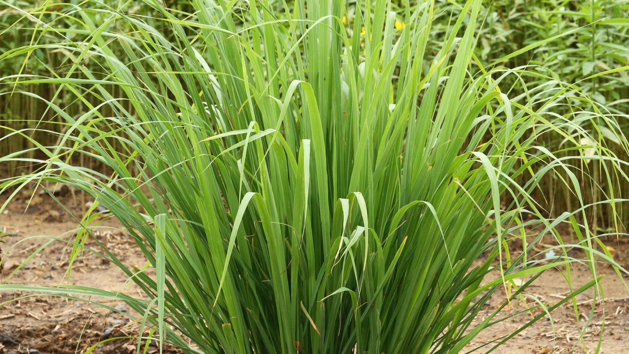 quais plantas não atraem pernilongos