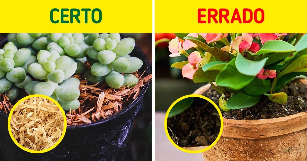 paisagismo para piscina com plantas resistentes