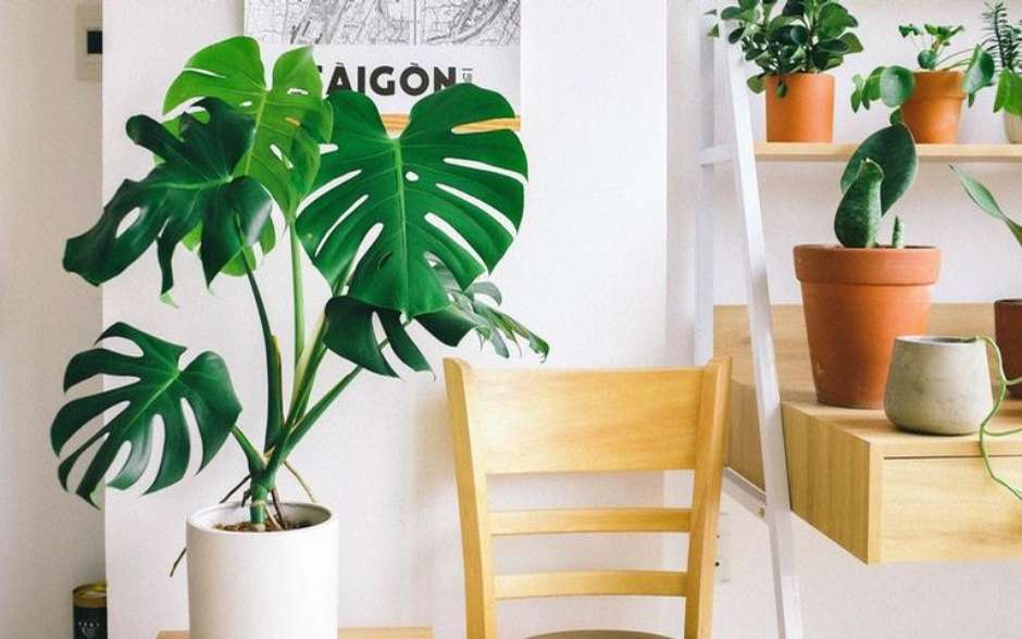 plantas que purificam o ar