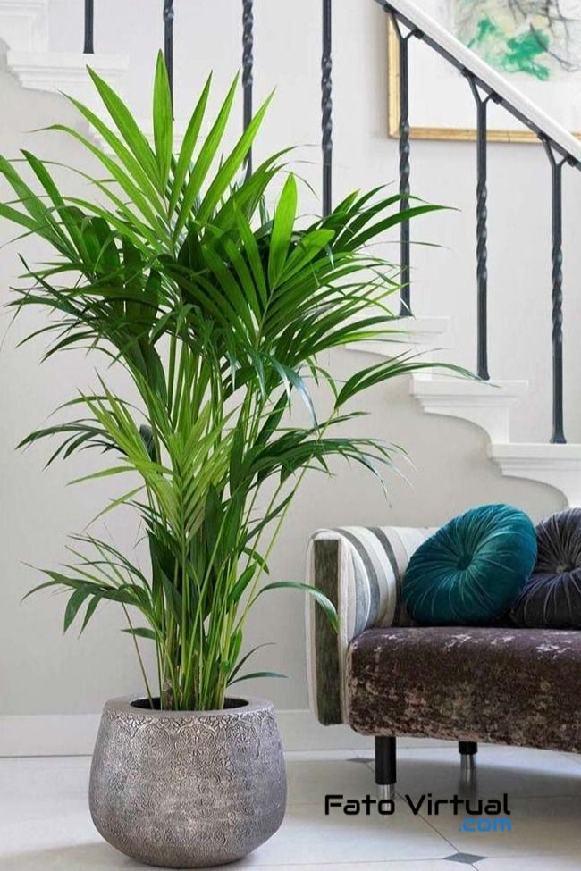 plantas pendentes para interior