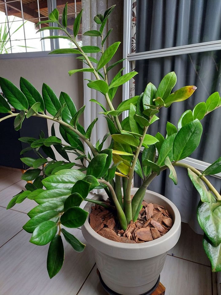 plantas para apartamento